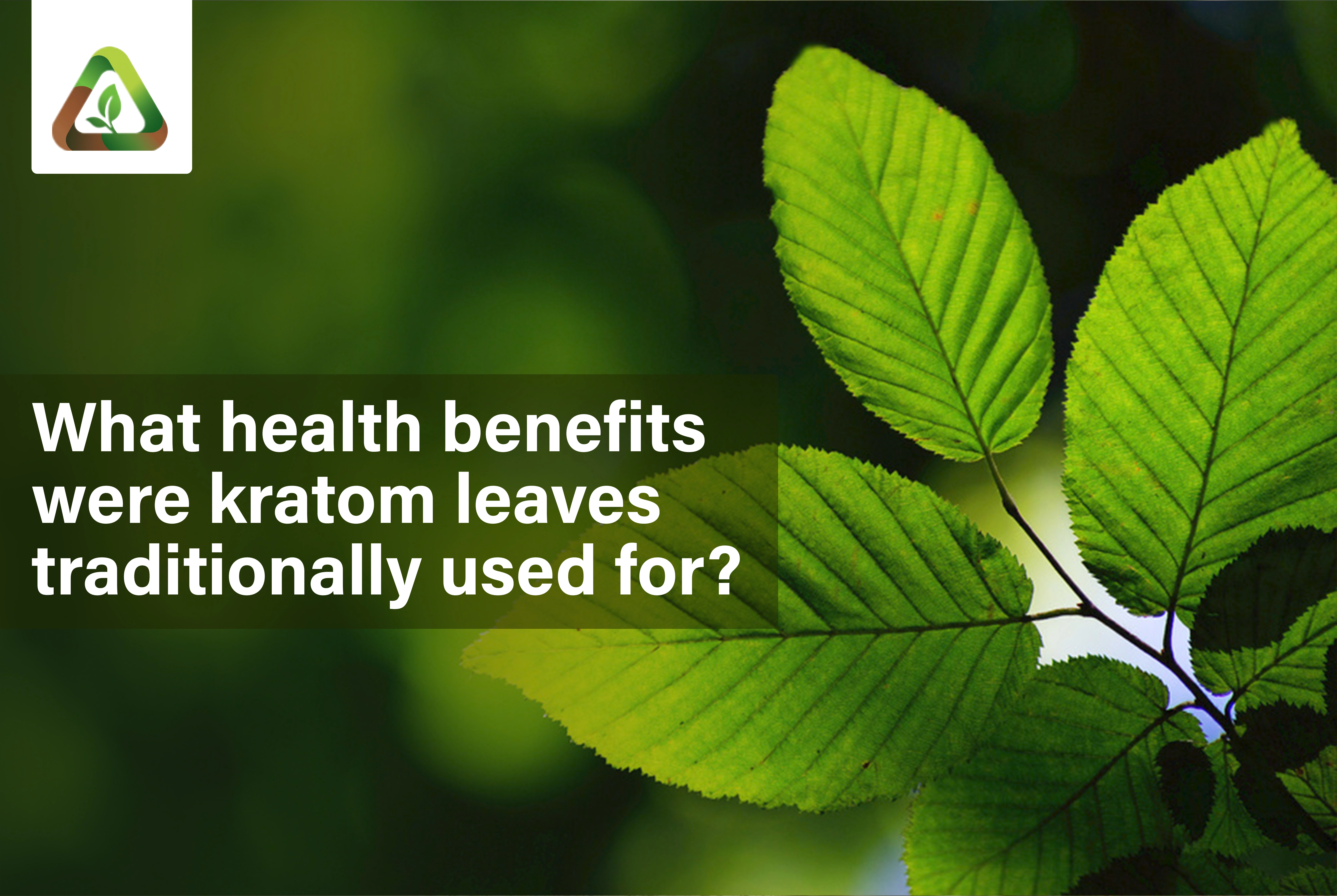 What health benefits were kratom leaves traditionally used for?