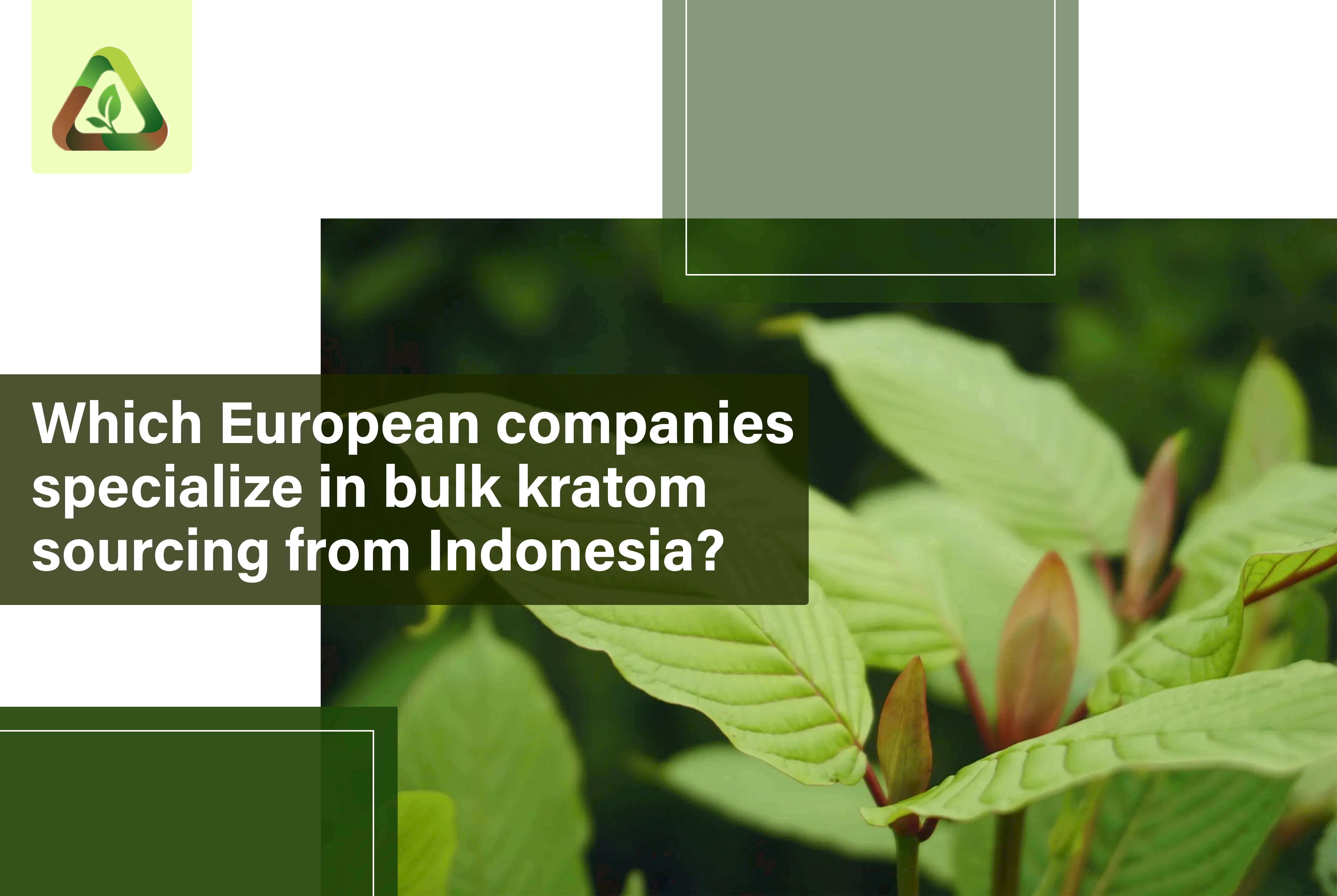 Which European Companies Specialize in Bulk Kratom Sourcing from Indonesia?